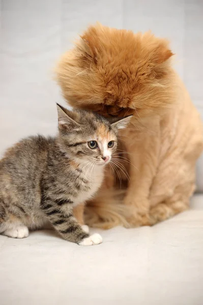 Рудий Перської Стрижений Кішка Кошеня Таббі — стокове фото