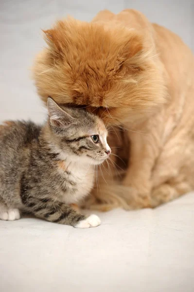 Chat Cisaillé Persan Aux Cheveux Roux Chaton Tabby — Photo