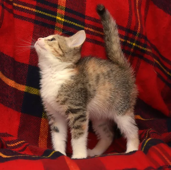 Funny Curious Little Three Colored Kitten Playing Red Background — Stock Photo, Image