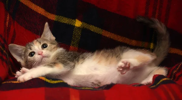 Grappig Nieuwsgierig Weinig Drie Gekleurde Kitten Spelen Een Rode Achtergrond — Stockfoto