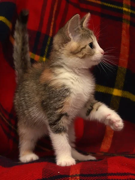 Zabawny Ciekawy Mały Kotek Trzy Kolorowe Gry Czerwonym Tle — Zdjęcie stockowe