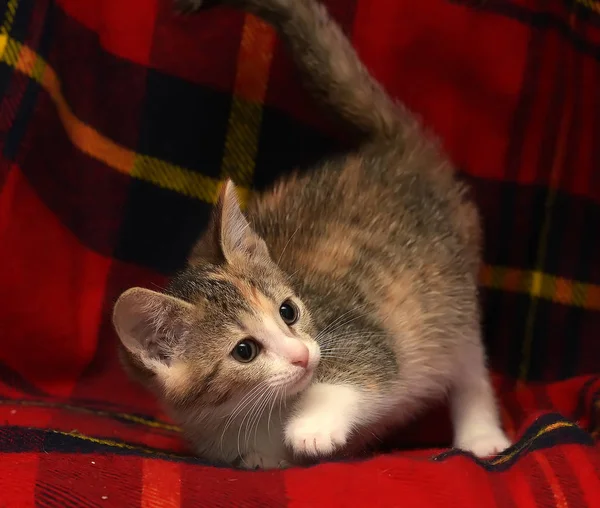 Engraçado Curioso Pequeno Gatinho Três Cores Jogando Fundo Vermelho — Fotografia de Stock