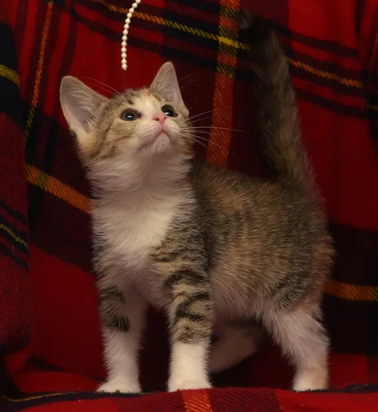 Engraçado Curioso Pequeno Gatinho Três Cores Jogando Fundo Vermelho — Fotografia de Stock