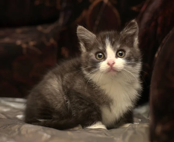 Funny Gray White Kitten Dark Background — Stock Photo, Image