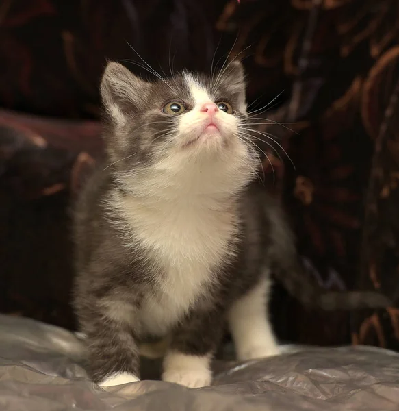 Cinza Engraçado Com Gatinho Branco Fundo Escuro — Fotografia de Stock