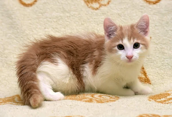 Gatinho Bebê Pequeno Bonito Com Pele Vermelha Branca Está Mentindo — Fotografia de Stock