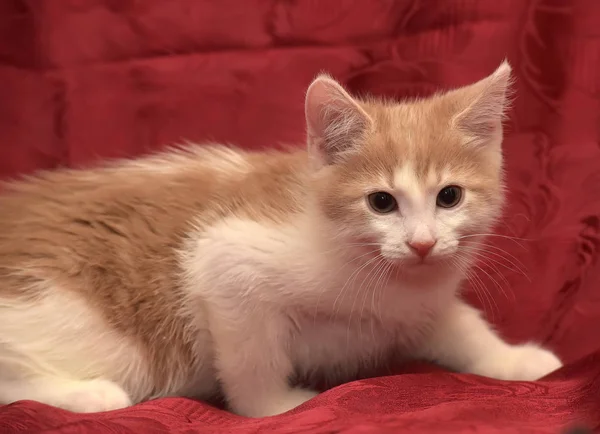 Gatito Peludo Rojo Blanco Esponjoso — Foto de Stock