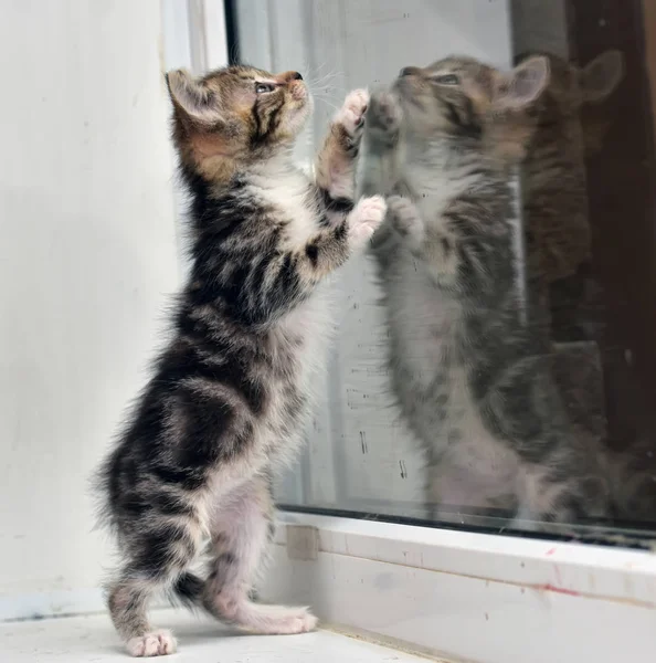 Small Kitten Marble Color Its Reflection Glass — Stock Photo, Image
