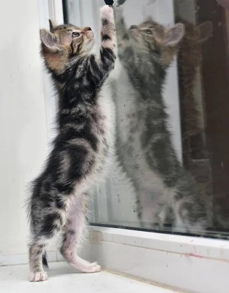 大理石の色とガラスの反射の小さな子猫 — ストック写真