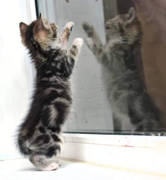 Piccolo Gattino Con Colore Marmo Suo Riflesso Nel Vetro — Foto Stock