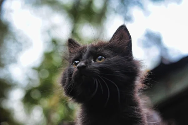 Портрет Чорної Кошеняти Природі — стокове фото