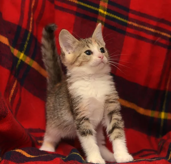 Engraçado Curioso Pequeno Gatinho Três Cores Jogando Fundo Vermelho — Fotografia de Stock