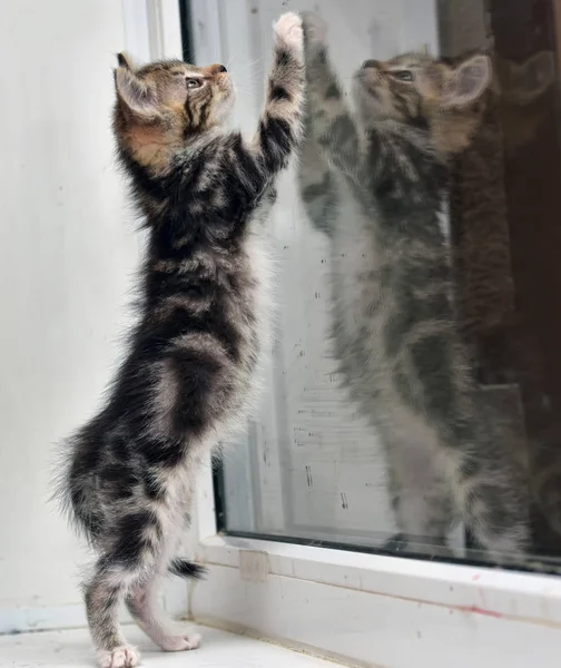 Liten Kattunge Med Marmor Färg Och Dess Återspegling Glaset — Stockfoto