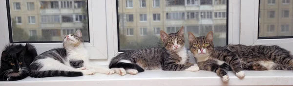 Quatre Chats Sont Couchés Sur Rebord Fenêtre — Photo
