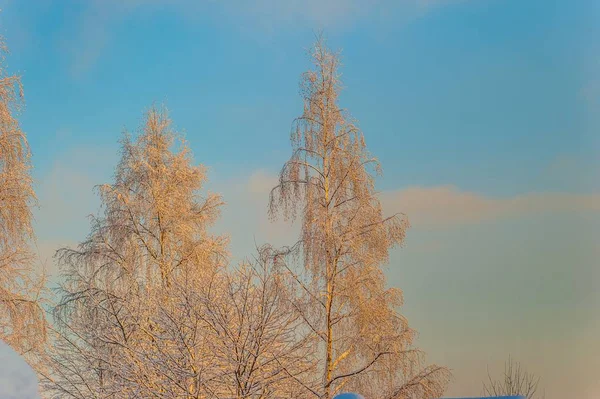 Couronne Arbre Aux Branches Givrées Par Jour Givré — Photo