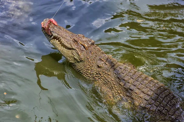 Crocodile Dans Une Ferme Crocodiles Thaïlande — Photo
