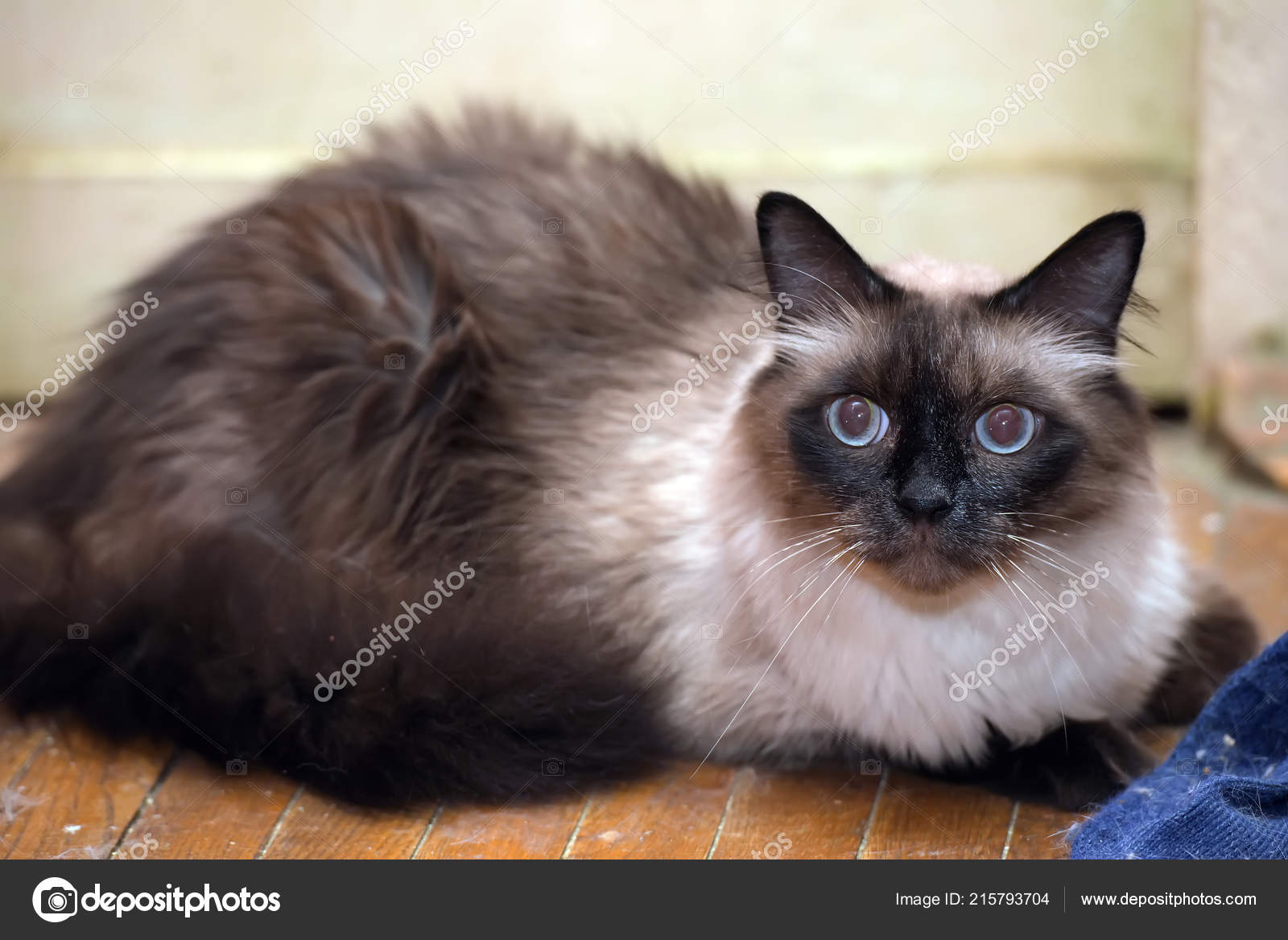 siberian masquerade cat