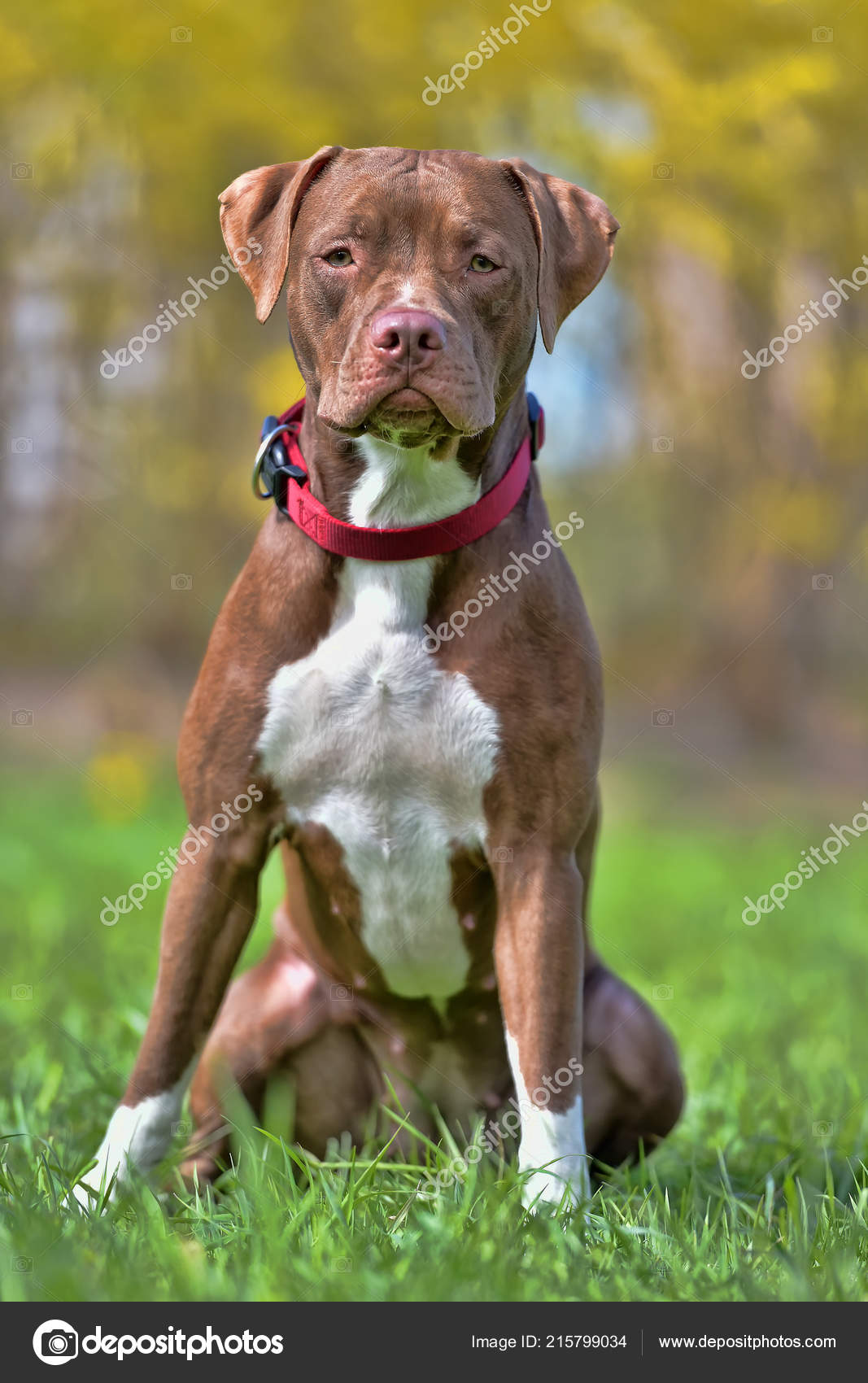 brown pit bull terrier cropped ears stock photo image by c evdoha 215799034