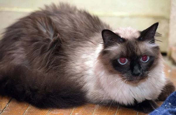 Beau Chat Neva Masquerade Est Une Sous Espece Chat Siberien Image Libre De Droit Par Evdoha C Beau Chat Neva Masquerade Est Une Sous Espece Chat Siberien Image Libre De Droit Par Evdoha C