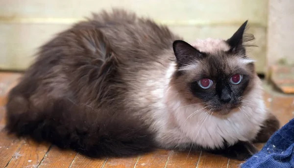 Eine Schöne Neva Maskerade Katze Ist Eine Unterart Der Sibirischen — Stockfoto