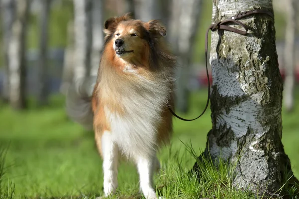 Sheltie Perro Parque — Foto de Stock