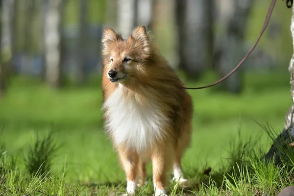 Cane Sheltie Nel Parco — Foto Stock