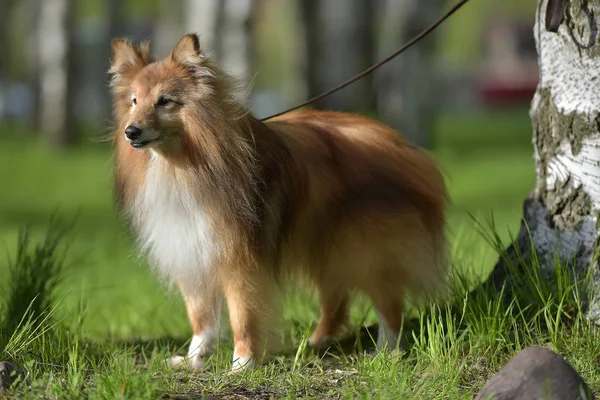 Sheltie 공원에서 — 스톡 사진