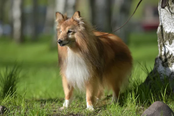 Cane Sheltie Nel Parco — Foto Stock