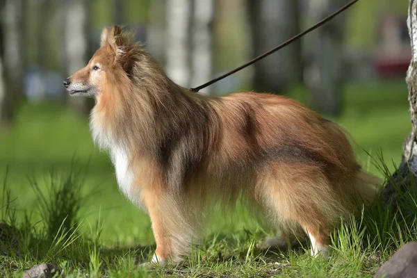 Sheltie Hund Parken — Stockfoto