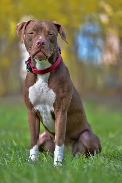 Pit Bull Terrier Marrón Con Orejas Recortadas — Foto de Stock