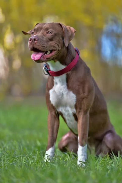 Pit Bull Terrier Marrom Com Orelhas Não Cortadas — Fotografia de Stock