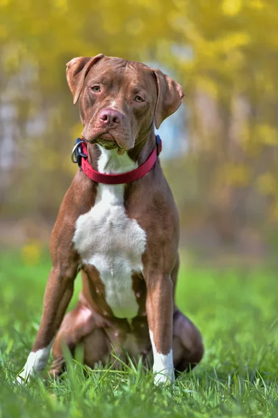 Pit Bull Terrier Marrone Con Orecchie Non Ritagliate — Foto Stock