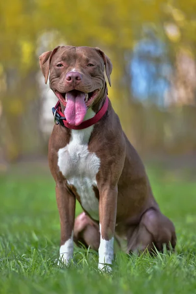 Brauner Pitbull Terrier Mit Nicht Abgeschnittenen Ohren — Stockfoto