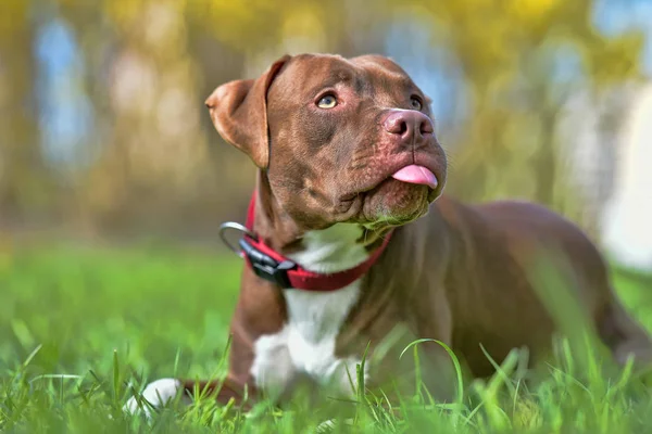 Pit Bull Terrier Marrón Con Orejas Recortadas — Foto de Stock