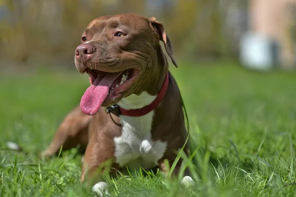 Brązowy Pitbulterier Nie Przycięte Uszy — Zdjęcie stockowe