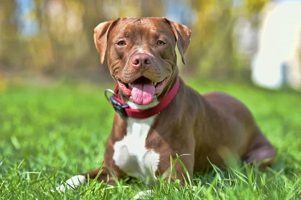 Pit Bull Terrier Marrom Com Orelhas Não Cortadas — Fotografia de Stock
