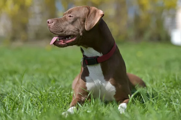 Hnědá Pit Bull Teriér Kupírovanýma Ušima — Stock fotografie