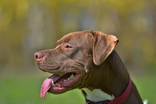 Hnědá Pit Bull Teriér Kupírovanýma Ušima — Stock fotografie