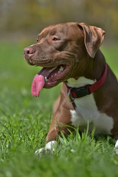 Hnědá Pit Bull Teriér Kupírovanýma Ušima — Stock fotografie