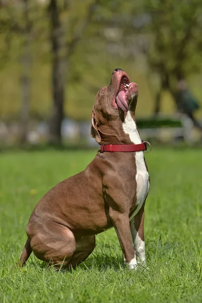 Pit Bull Terrier Brun Avec Oreilles Non Coupées — Photo