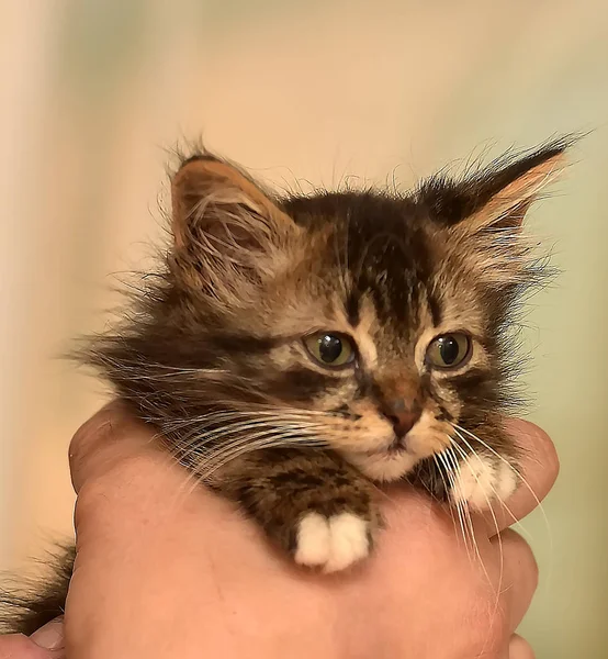 Chaton Pelucheux Brun Dans Les Mains — Photo