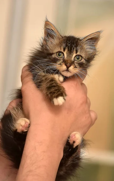 Brown Fluffy Kitten Hands — Stock Photo, Image