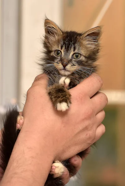 茶色のふわふわ子猫の手 — ストック写真