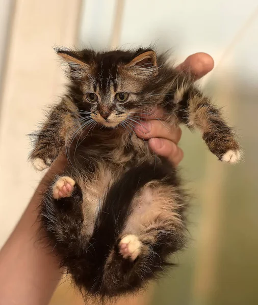 Braunes Flauschiges Kätzchen Den Händen — Stockfoto