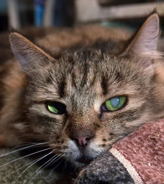 Urocza Puszysty Rasowe Brązowy Pręgowany Kot Syberyjski — Zdjęcie stockowe