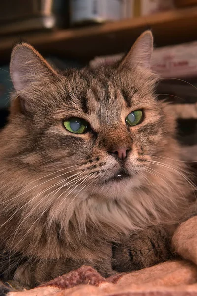 Roztomilý Nadýchané Sibiřská Čistokrevná Hnědá Mourovatá Kočka — Stock fotografie