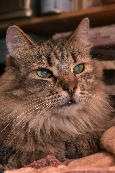 Çok Güzel Kabarık Sibirya Safkan Kahverengi Tekir Kedi — Stok fotoğraf