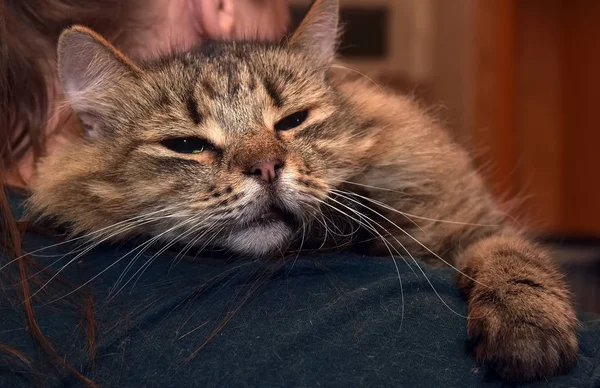 Adorabile Soffice Gatto Tabby Marrone Razza Pura Siberiana — Foto Stock