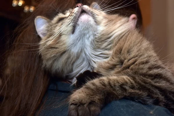 Roztomilý Nadýchané Sibiřská Čistokrevná Hnědá Mourovatá Kočka — Stock fotografie