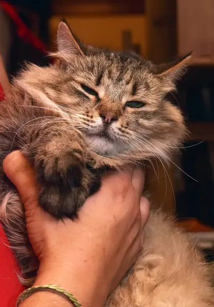 Adorável Fofo Siberiano Puro Sangue Marrom Tabby Gato — Fotografia de Stock